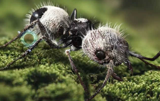 小小蚁国特化蚁有哪些